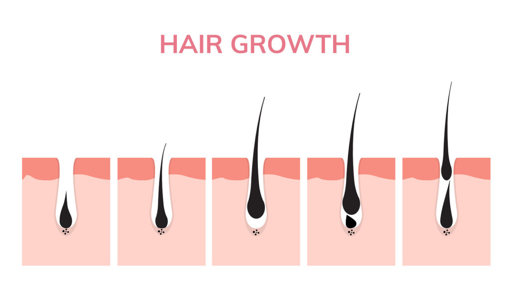 bigstock Hair Growth Cycle Skin Follic 282002404